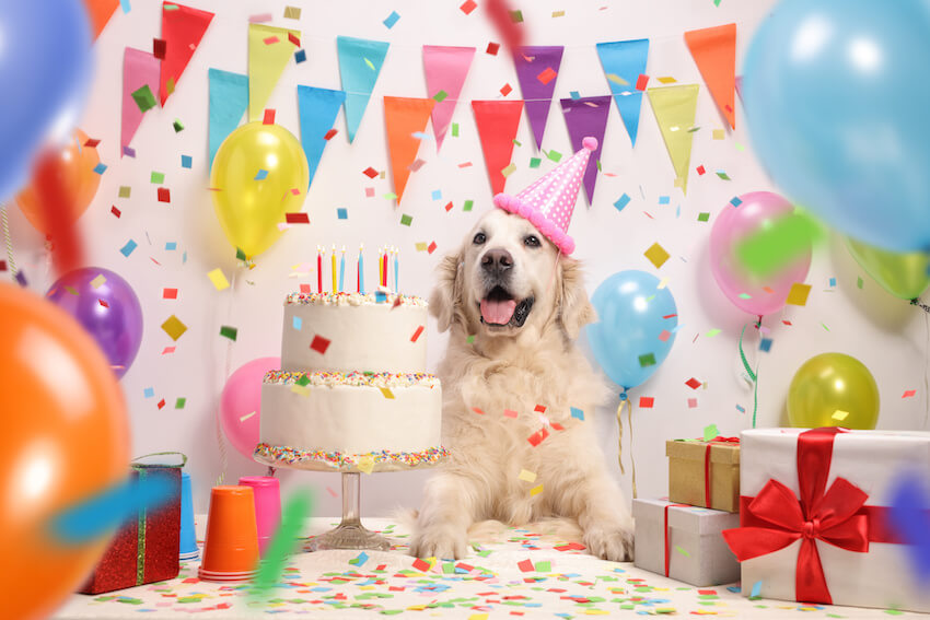 狗生日請柬:拉布拉多慶祝他的生日