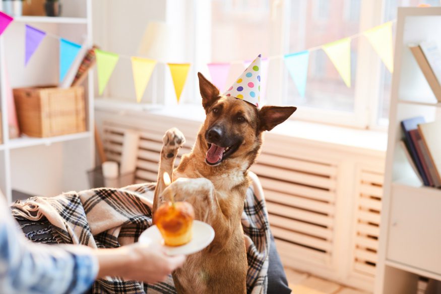 狗生日派對：戴著派對帽的德國牧羊犬