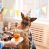 爪子時間！ 如何舉辦終極狗生日派對